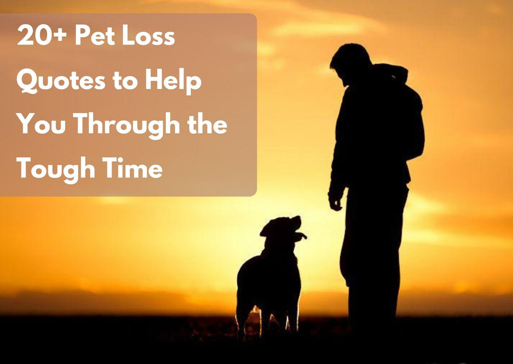 20+ Pet Loss Quotes to Help You Through the Tough Time