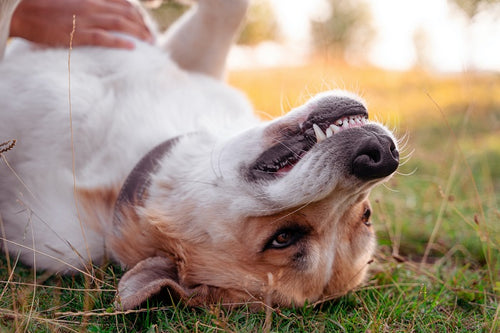 Why Do Dogs Like Belly Rubs? Here is the Secret!