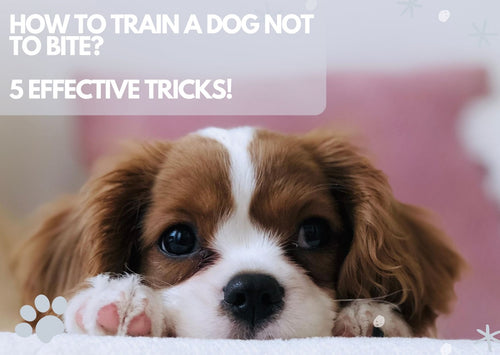 How to Train A Dog Not to Bite? 5 Effective Tricks!