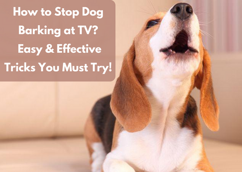 How to Stop Dog Barking at TV | GoMine