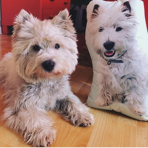 You can now get your very own customised pet pillow from GoMine