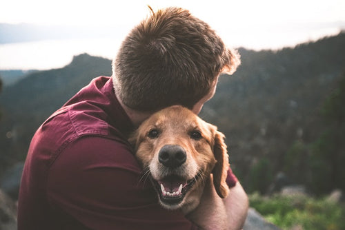 Why Do Dogs Like to Cuddle? 3 Reasons Why You Should Cuddle Your Pet Every Day?