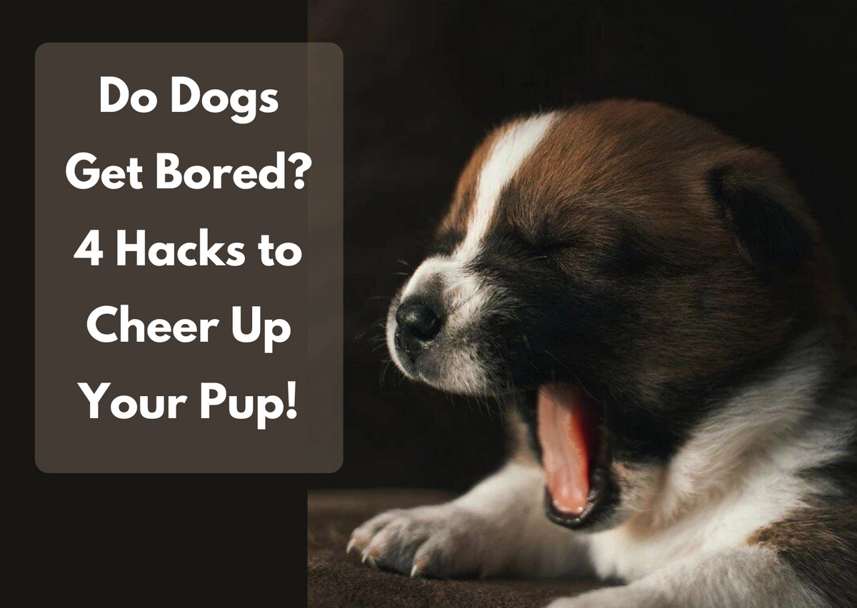 Do Dogs Get Bored? (10 Tips To Help)