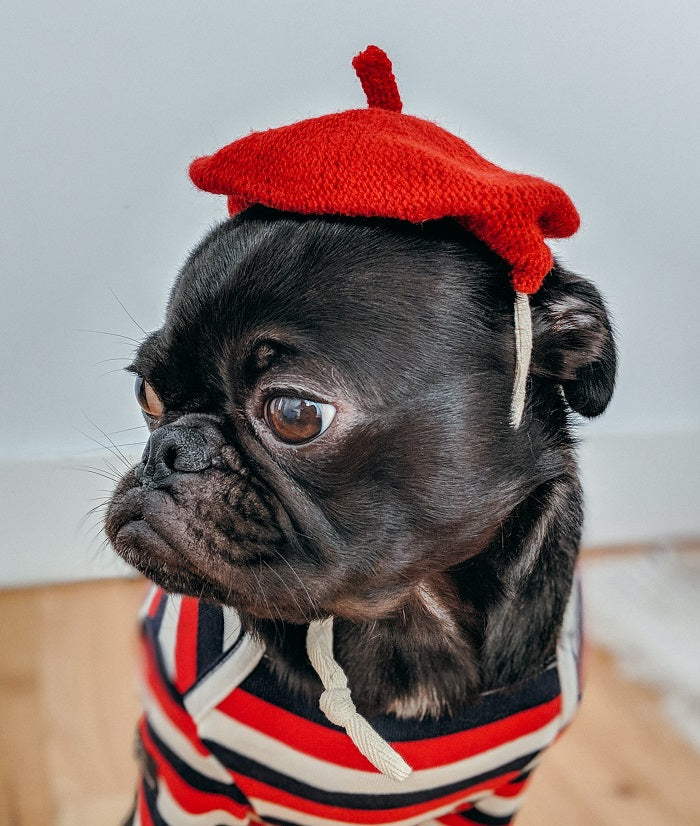 3 Best DIY Dog Costume Ideas to Turn Some Heads & Elicit A Few Aww's!