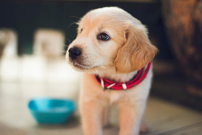 What Causes Puppy Potty Training Regression & How to Fix It?