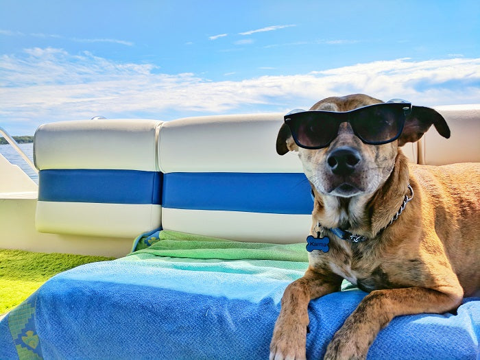 Why Do Dogs Lay in the Sun? Here Is the Secret to Dog Sunbathing!