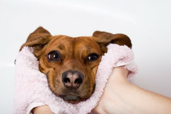 Tips on How to Take Care of Your Dog