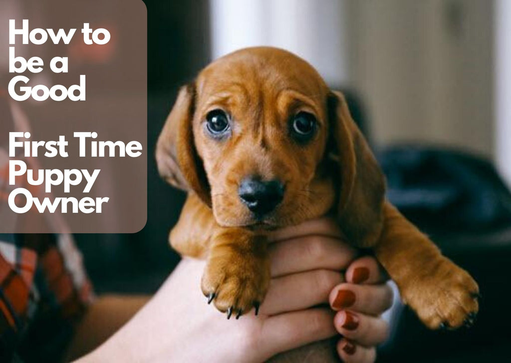 How to be a Good First Time Puppy Owner