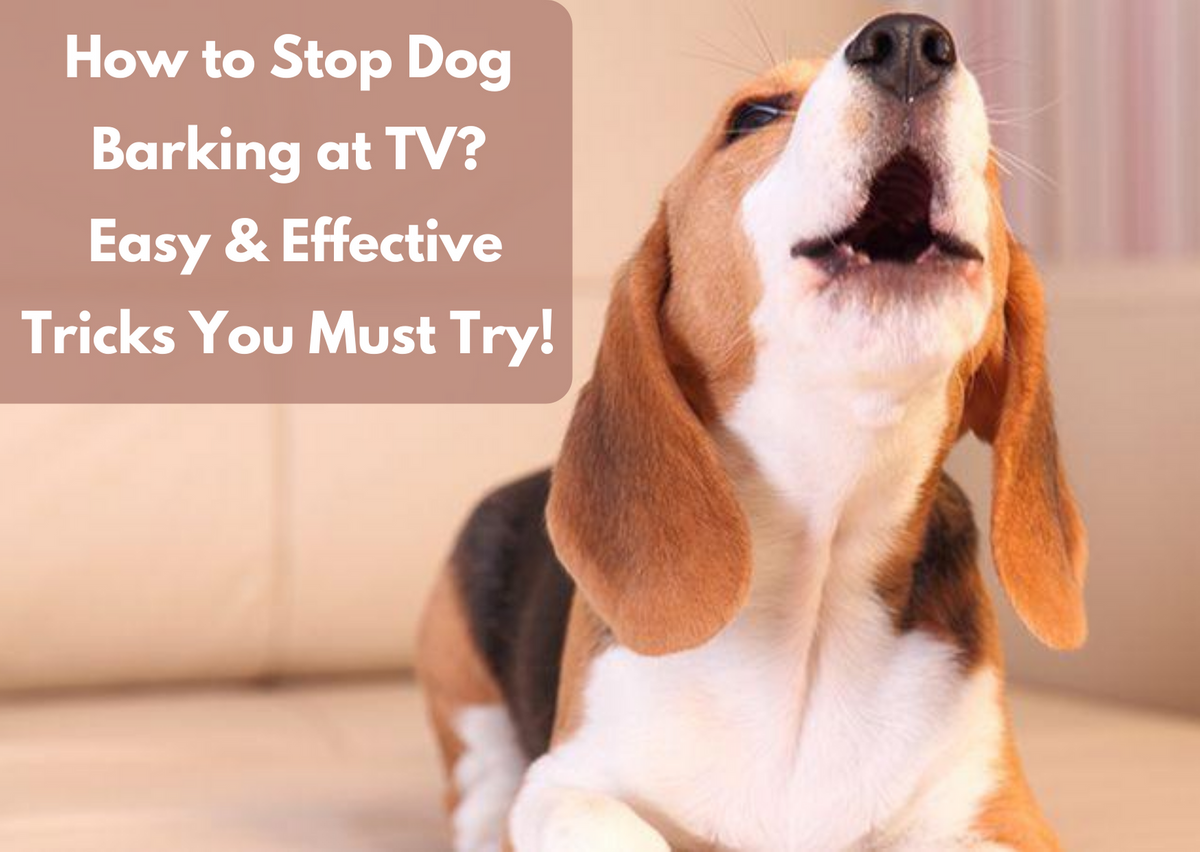 how to make my dog to stop barking