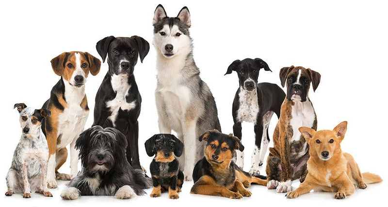 Discover The 10 Best Dog Breeds to Own | GoMine