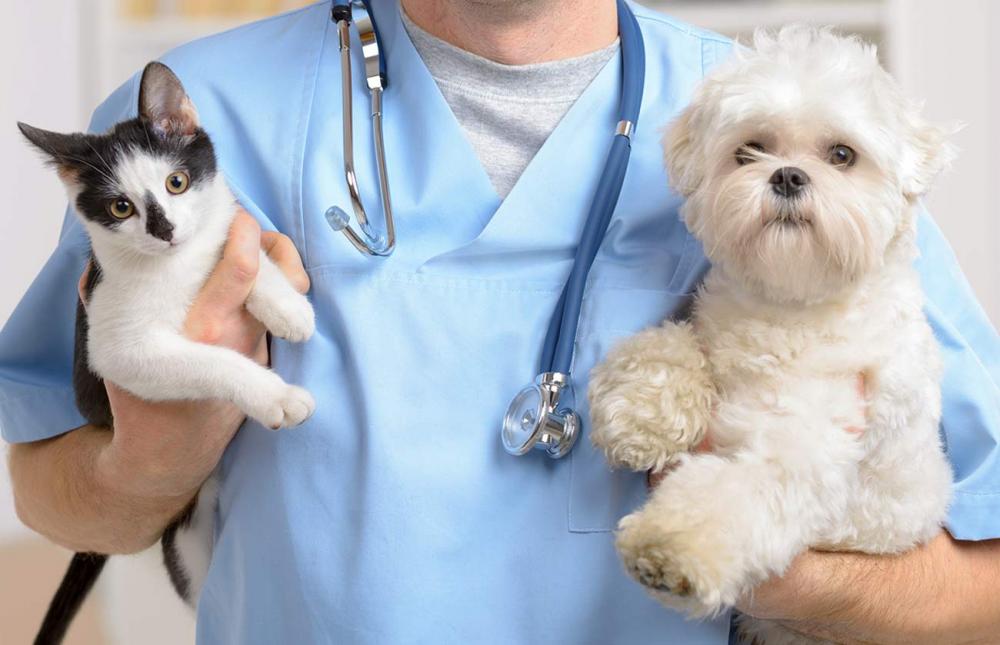 What You Need to Know About Pet Insurance