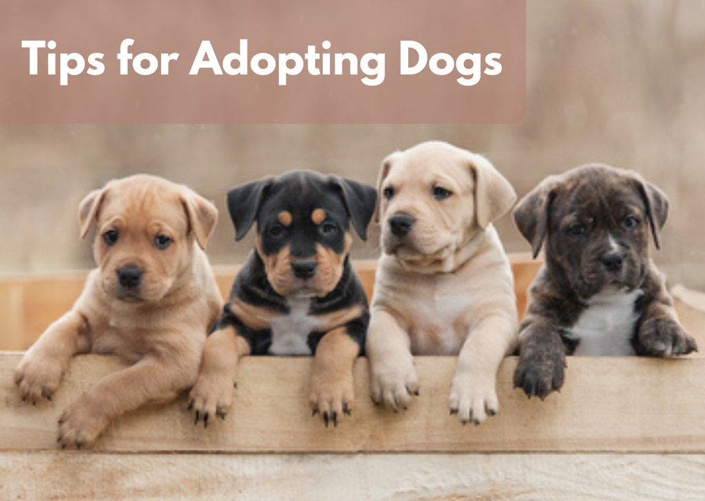 Five Tips for Adopting Dogs